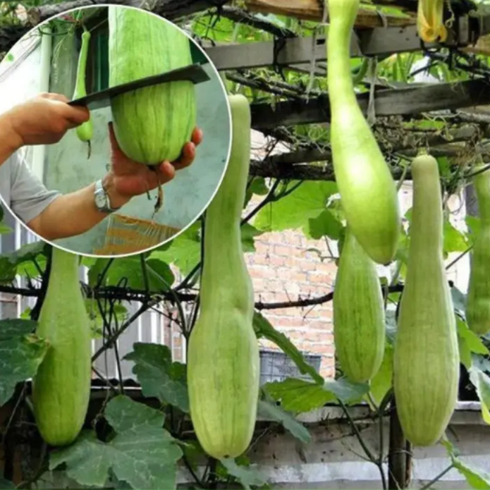 Chopping Melon Cut and Grow Melon Seeds