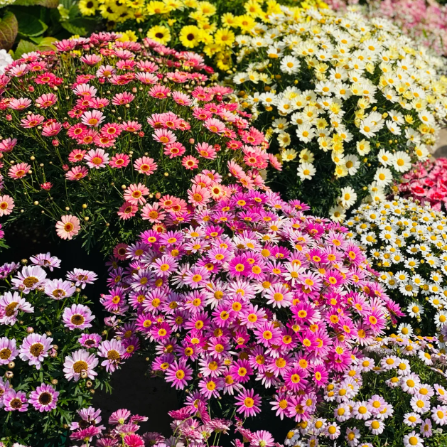 🌼Insect Killers: Pyrethrum Daisy Seeds