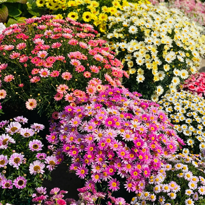 🌼Insect Killers: Pyrethrum Daisy Seeds