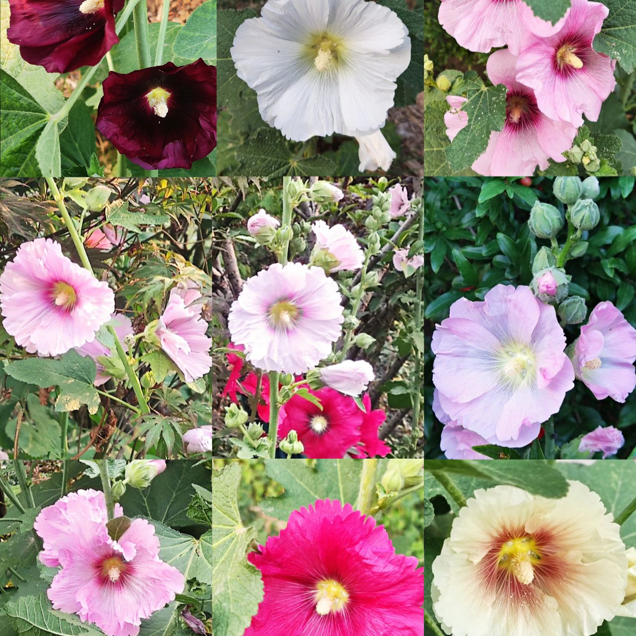 Hollyhock Seeds - Single Mix
