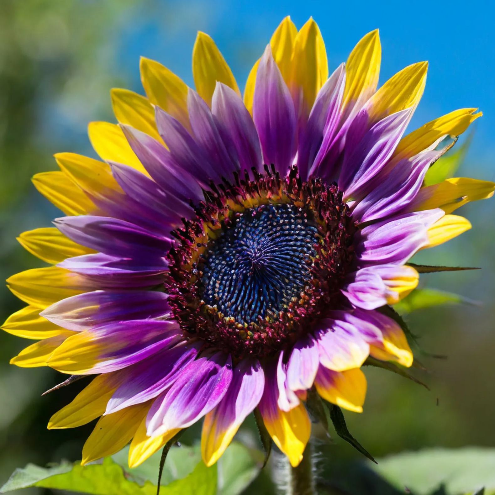 Purple Heart Sunflower Seeds