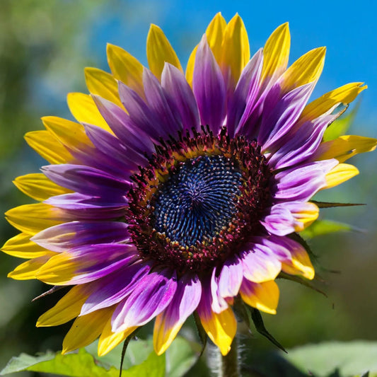 Purple Heart Sunflower Seeds