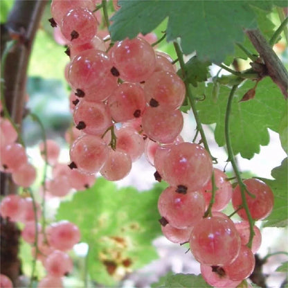 Multicolor Gooseberry Seeds