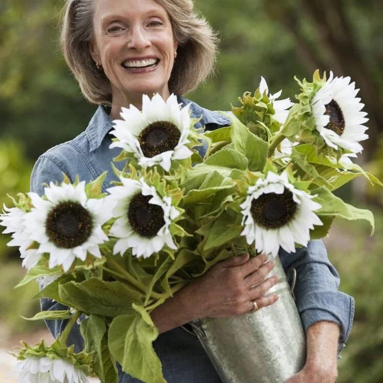 50 Seeds White sunflower with black core