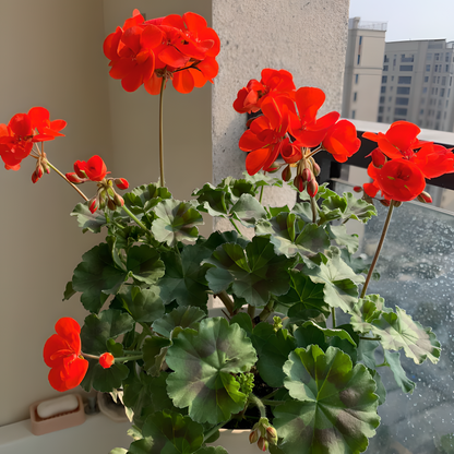 🌸Geranium - Happiness Is Around You