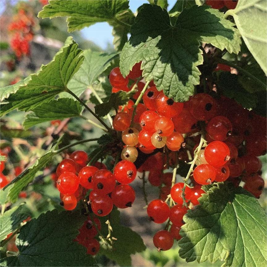 Multicolor Gooseberry Seeds