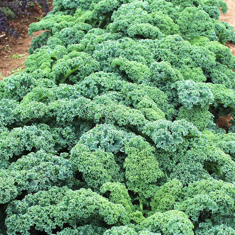 Kale Seeds