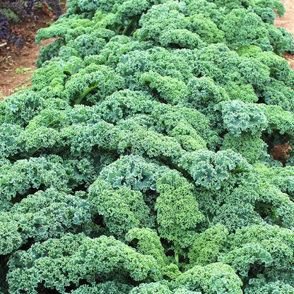 Kale Seeds