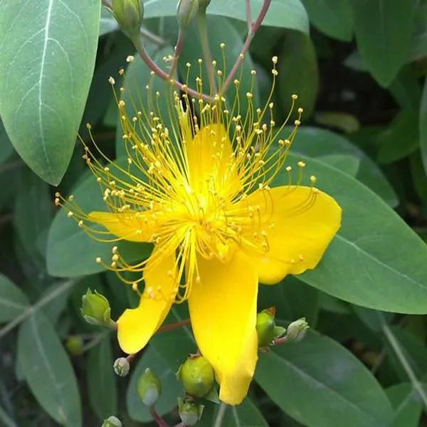 100 pcs|Yellow Hypericum Flowers seeds