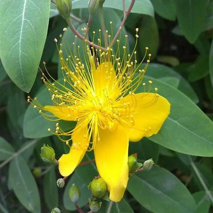 100 pcs|Yellow Hypericum Flowers seeds