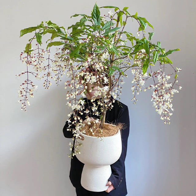 50pcs/Bag Jasmine Potted Seeds Garden