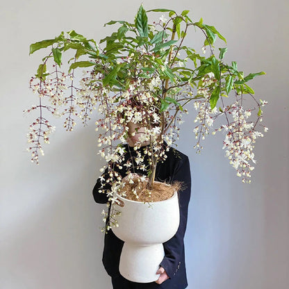 50pcs/Bag Jasmine Potted Seeds Garden