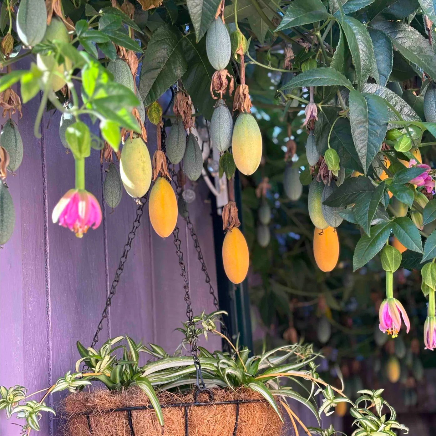 🔥HOT SALE🔥Rare Banana Passion Fruit Seeds