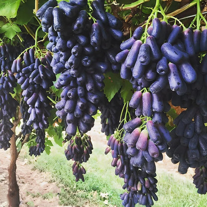 🔥Last Day 50% OFF- High-Quaility Sapphire Grapes Seeds- 98% Germination