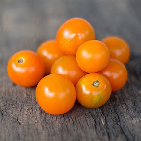 Sungold Tomato (F1 hybrid 60 days)