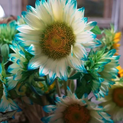 Blue Lace Sunflower Seeds