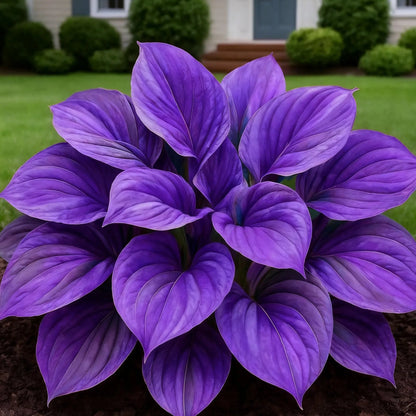100 Seeds Glow-in-the-Dark Garden Magic: Rare Dark Blue Flame Hostas Seeds