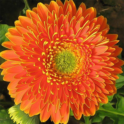 Bicolor Sunflower
