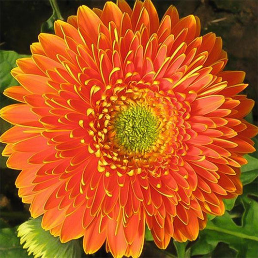 Bicolor Sunflower