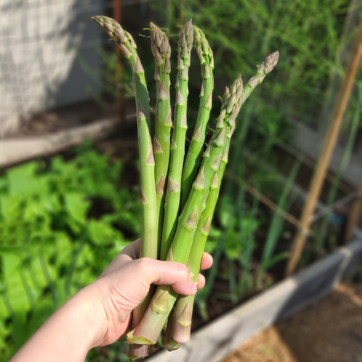 Planting Asparagus Seeds All Seasons