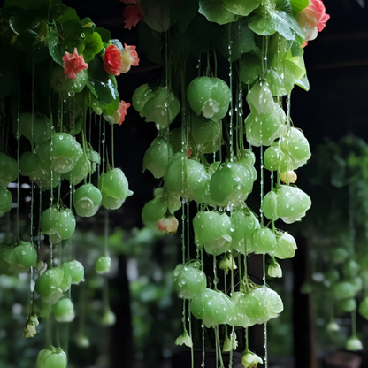 🥀Drooping Branches And Flowers - Begonia Flowers