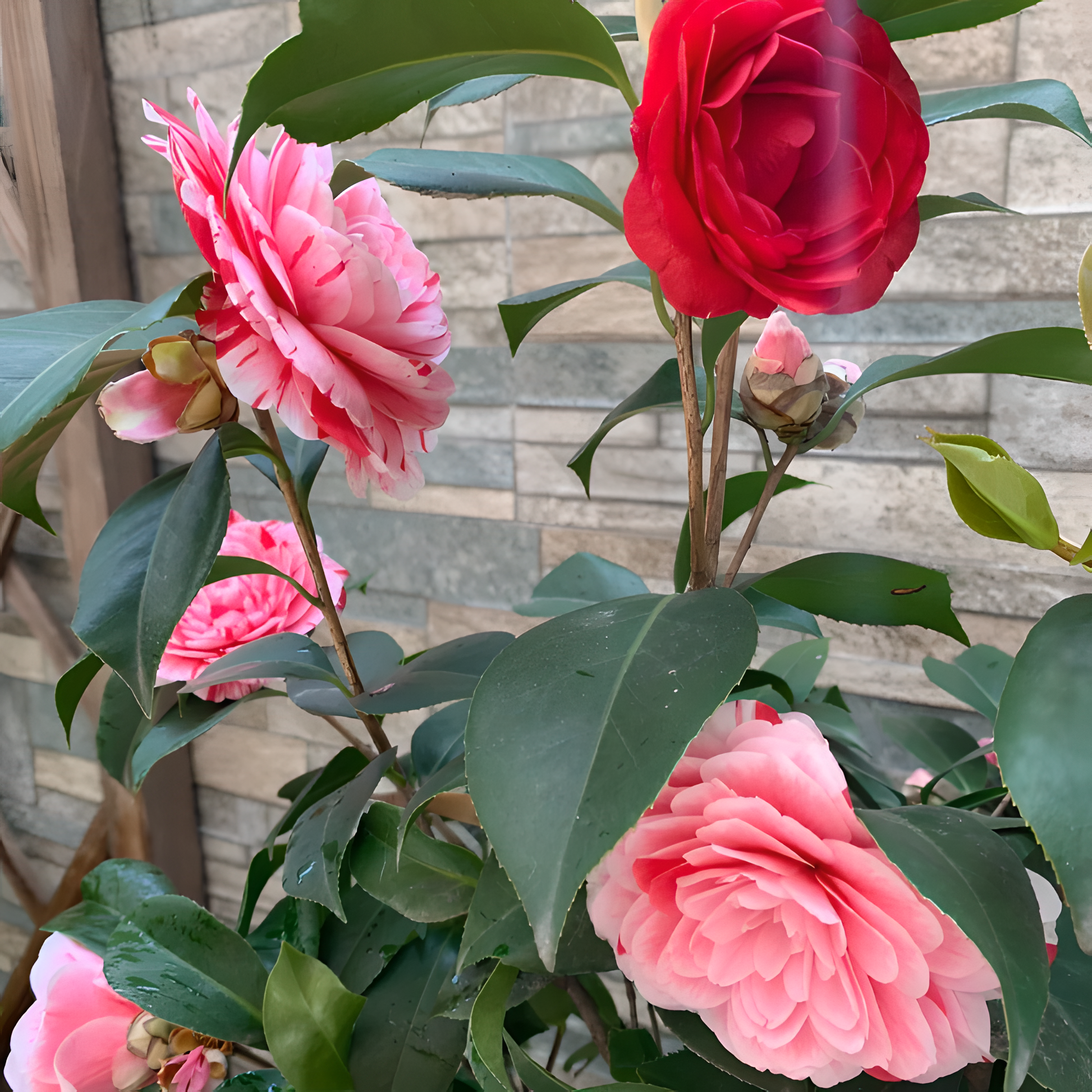 🌼Five-Color Camellia—Ideal Love