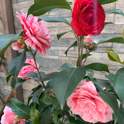 🌼Five-Color Camellia—Ideal Love