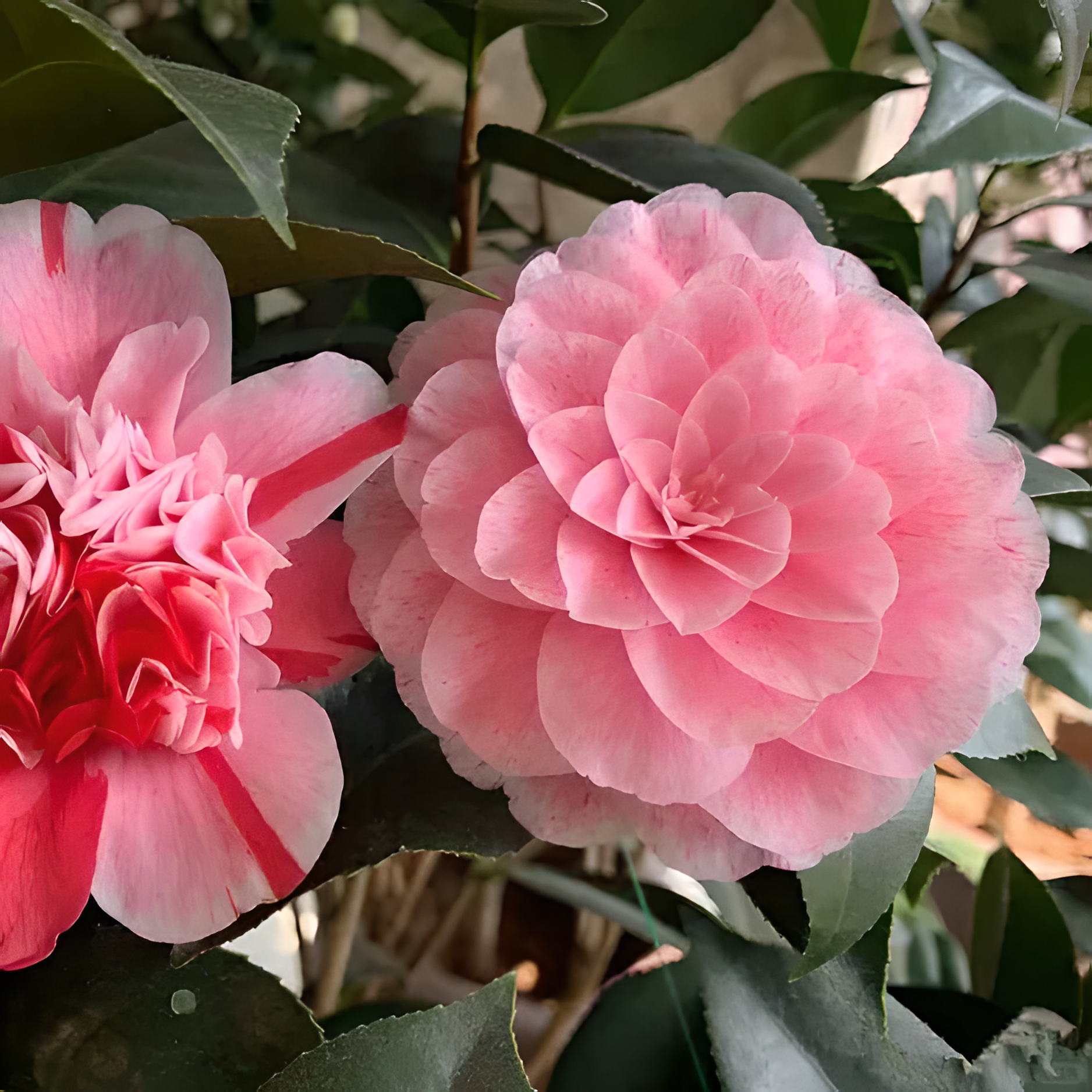 🌼Five-Color Camellia—Ideal Love