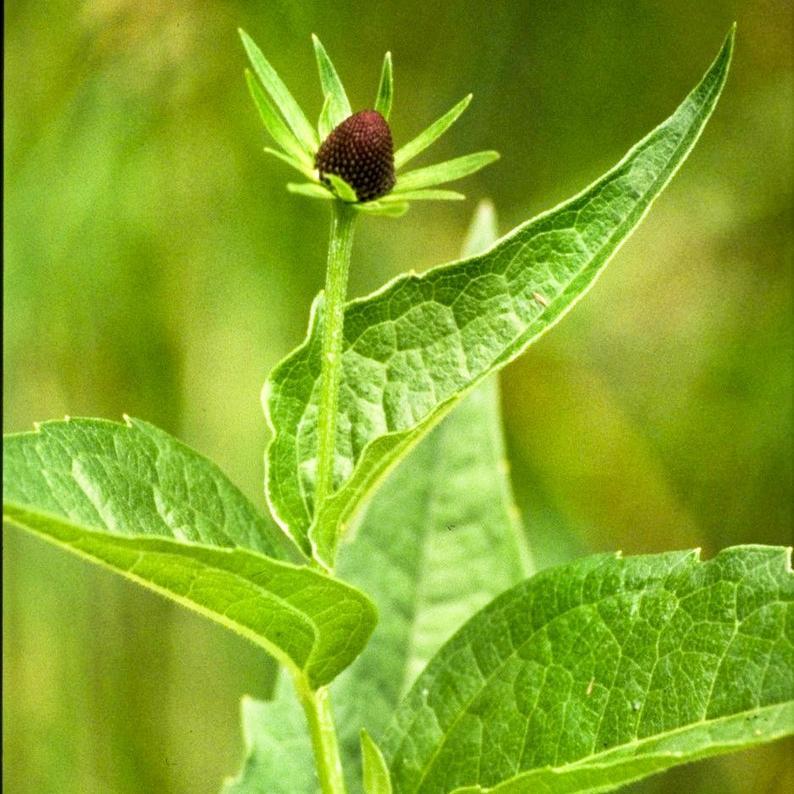 Rudbeckia Occidentalis Seeds aka Rayless Naked Chocolate Black Flower Herb Seeds