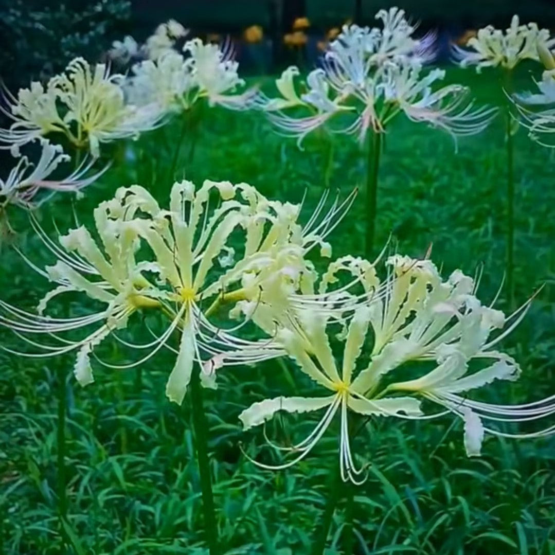 Higanbana Spider Lily Equinox Flower Bulbs