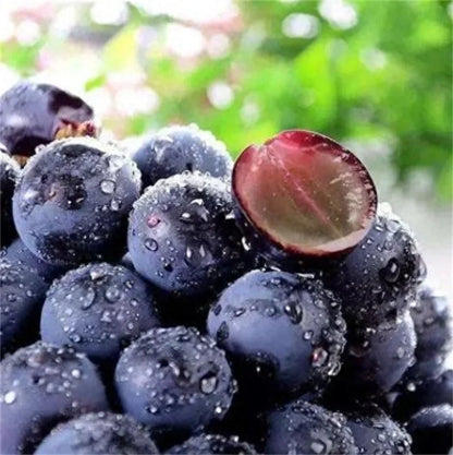 Midknight Beauty Grapes Seeds - Giant Rose (Rose scented)- 98% Germination🔥