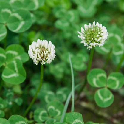 Nitrocoated, Inoculated Clover Seeds, Erosion Control, Food Plots, Ground Cover, & Pasture Mixtures in USDA Zones 3-10