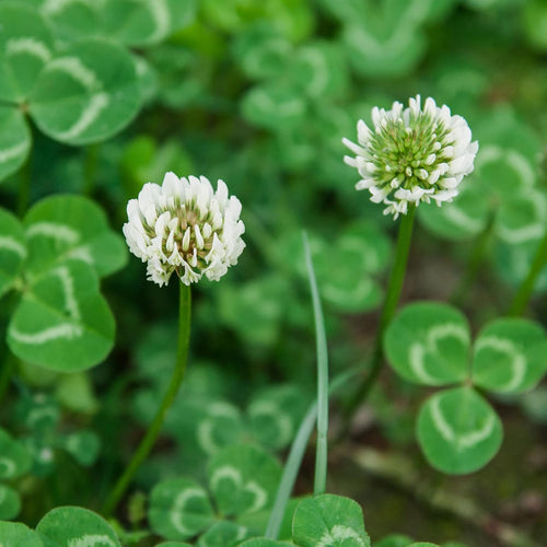 Nitrocoated, Inoculated Clover Seeds, Erosion Control, Food Plots, Ground Cover, & Pasture Mixtures in USDA Zones 3-10