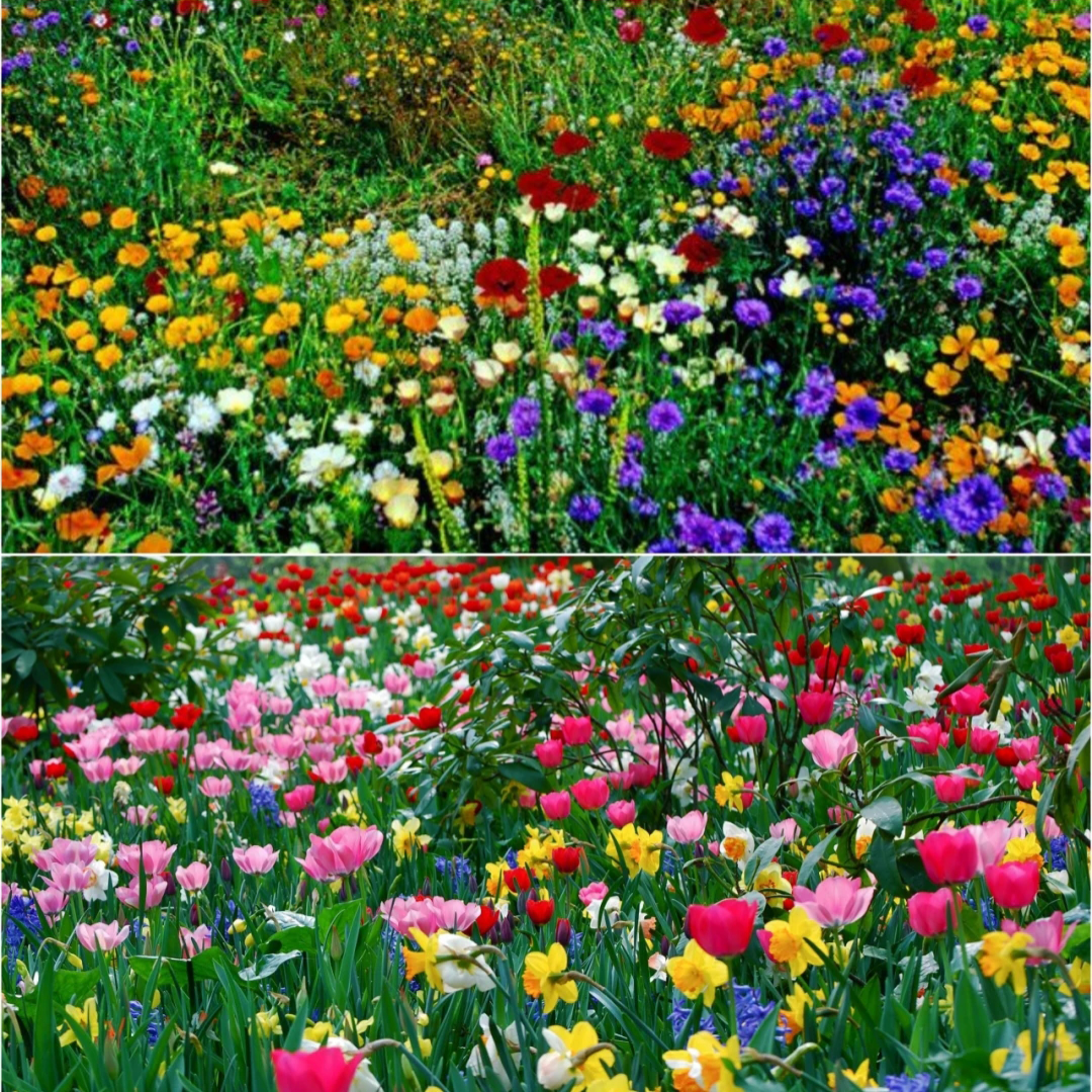 Mixed Perennial Flowers Seeds-Over 60 kinds mixed