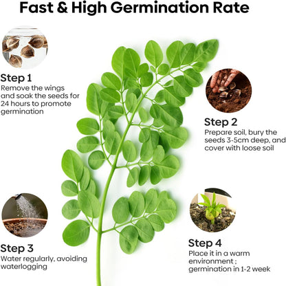 Moringa Seeds for Planting | Edible, Excellent Germination | Semillas de Moringaa Seed for Eating | Malunggay