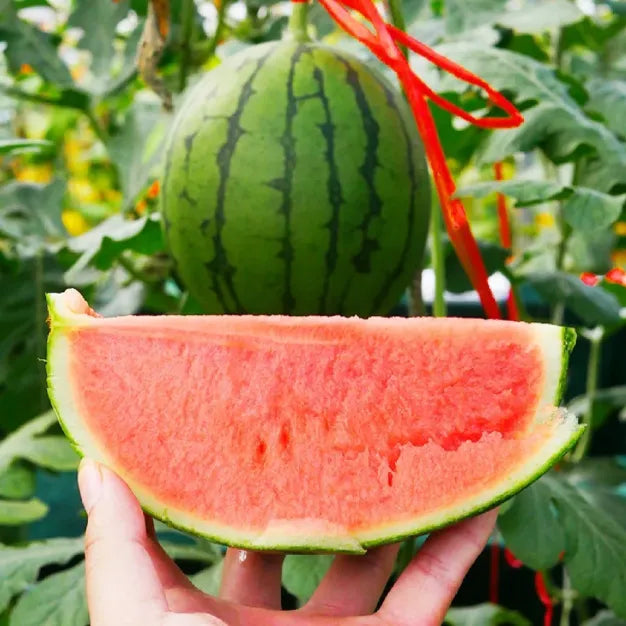 20 pcs|Lazy Seedless Watermelon