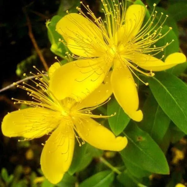 100 pcs|Yellow Hypericum Flowers seeds