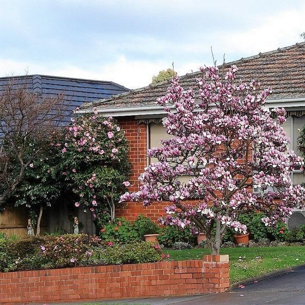 Magnolia lily tree species  Pink & Purple