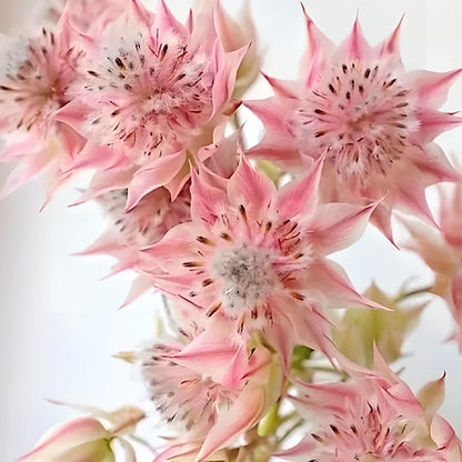 Rare Serruria florida Seeds - Blushing Bride