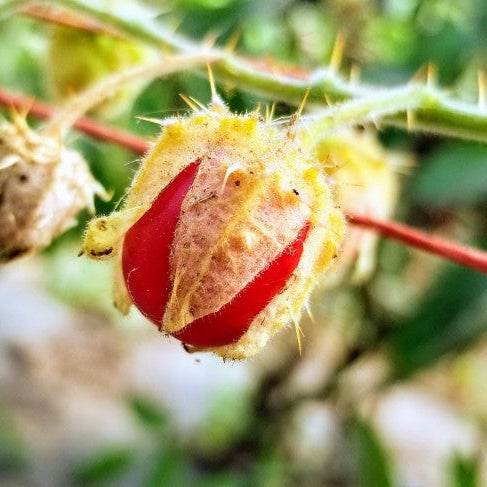 Litchi Tomato AKA Morelle de Balbis Seeds (Certified Organic)