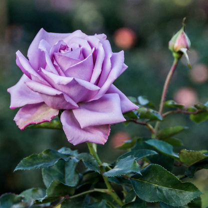 Lavender Roses Seeds