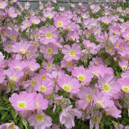 🌺Evening Primrose—Sea Of Pink Flowers