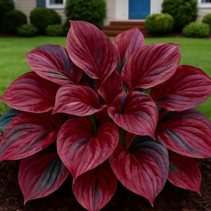 100 Seeds Glow-in-the-Dark Garden Magic: Rare Dark Blue Flame Hostas Seeds