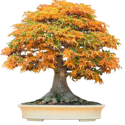 30Pcs Bonsai Tree Trident Maple Seeds