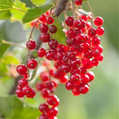 Multicolor Gooseberry Seeds
