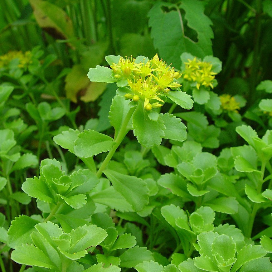 Phedimus Aizoon Seeds(Aizoon Stonecrop)