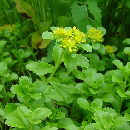 Phedimus Aizoon Seeds(Aizoon Stonecrop)