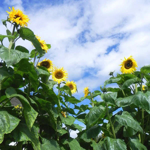 50 pcs| Sunflower, Kong Hybrid