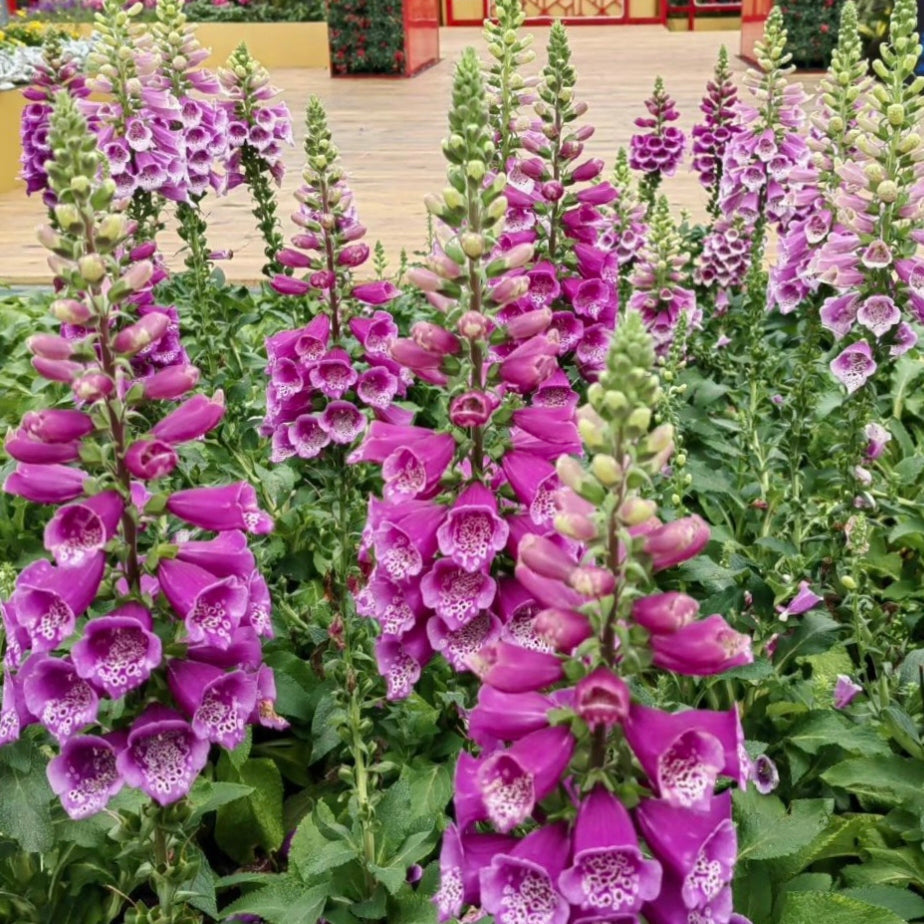 Mixed Foxglove Seeds
