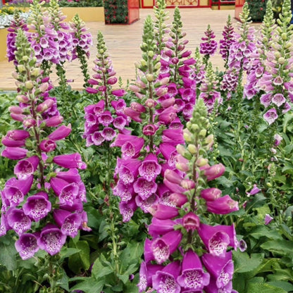 Mixed Foxglove Seeds